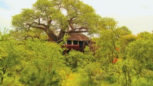 Tarangire Treetops - Tarangire National Park