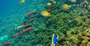 Optional Activities Offered at the Resort