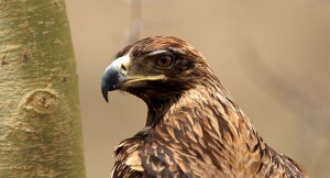 Tawny Eagle