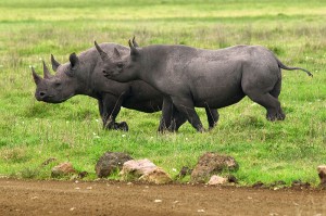 Black Rhinos