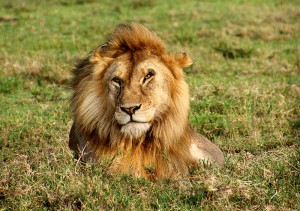 Lion Portrait