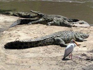 Crocodiles