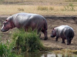 Hippos