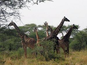 Giraffe