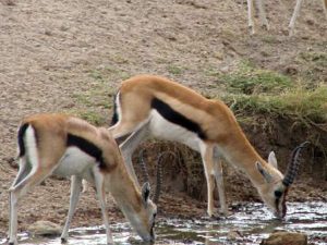 ... - Ruaha National Park