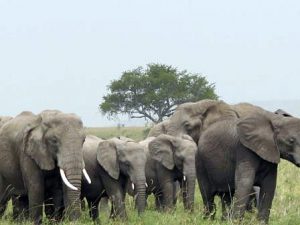 Elephants