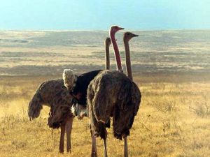 Ostrich