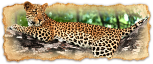 tanzania-safari-deluxe-escapes