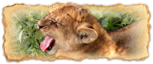 tanzania-safari-deluxe-escapes1