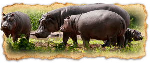 tanzania-safari-deluxe-escapes2