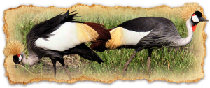 tanzania-safari-deluxe-escapes3
