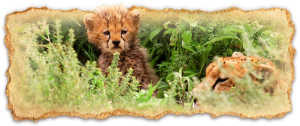 tanzania-safari-deluxe-escapes4