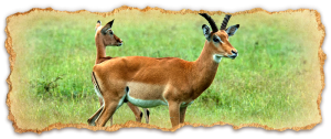 tanzania-safari-deluxe-escapes5