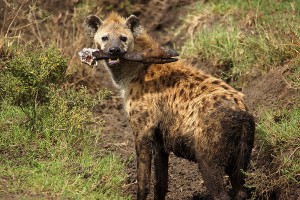 Spotted Hyena (with wildebeest leg)
