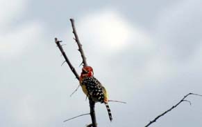 Red-Yellow Barbet - Ruaha National Park