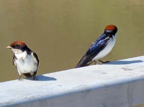 Wire-Tailed Swallows