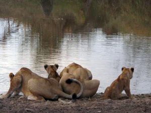 Lioness' and Cubs