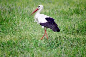 DSC_0698-stork-1