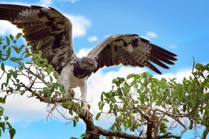 LM.Black-chested-snake-eagle-2-svg1