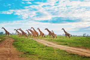 SS.-giraffe-herd-crossing-road-svg_