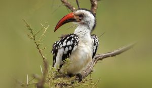 T-red-billed-hornbill-4-svg2