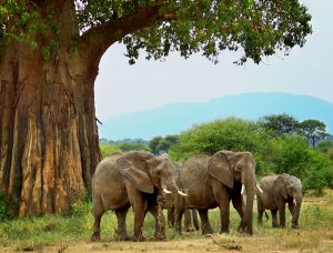 T.-three-elephants-under-baobab-tree-svg1b_