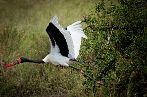 saddle-billed-stork-rg1