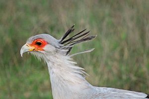 secretary-bird-rg1