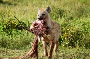 sm24-215-hyena-carcass-sm3_