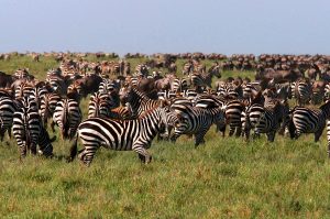 zebra-wildebeest-sm