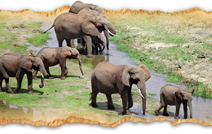 arusha-safari in tanzania