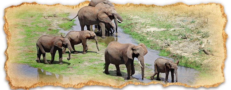 Arusha, the gateway to a Safari in Tanzania