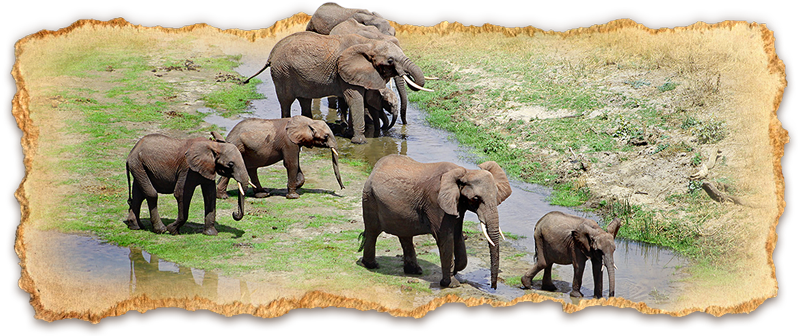 arusha-safari in tanzania