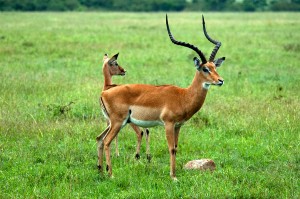 Impala-buck-and-doe-rg