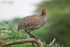 SS.red-necked-spurfowl-on-limb-bird-svg1