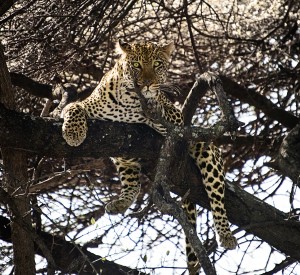  DSC3064-leopard-tree-tr  