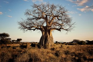 baobab-tree-Ruaha-rg1 