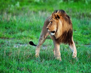 lion-on-prowl-rg2