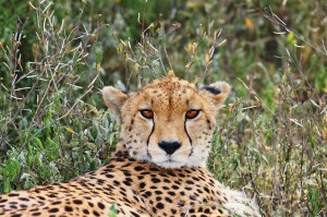 sm24-116-cheetah-portrait-sm1