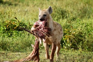 sm24-215-hyena-carcass-sm3 
