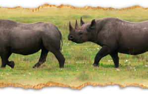 The Big 5 Safari in Tanzania with Augustine's Adventure Africa (AA Africa)