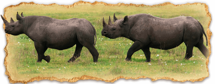 The Big 5 Safari in Tanzania