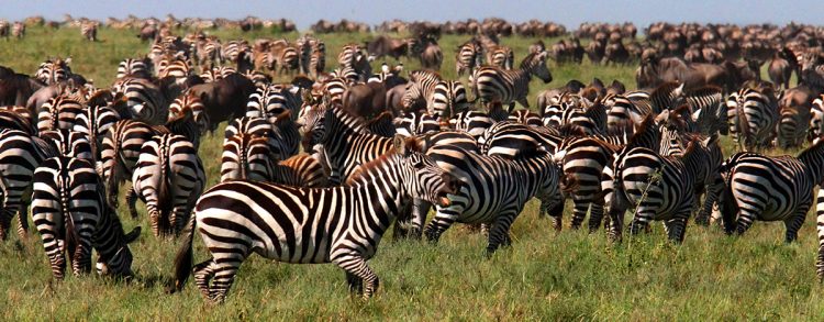 Tanzania Tours