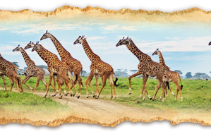 Ultra Luxury Safari