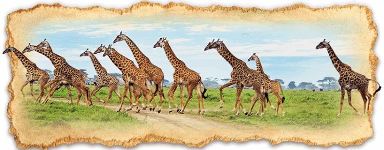 Safari Tanzania | Why Tanzania