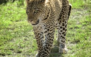 Tanzania Safari