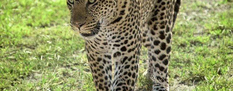 Tanzania Safari
