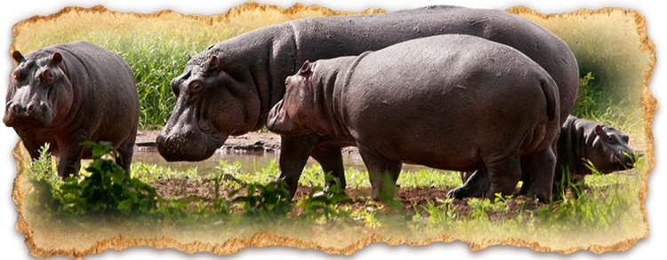 Tanzania Safari Deluxe Escapes