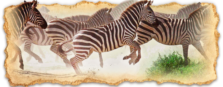 Why Safari in Tanzania?