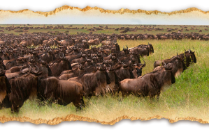 The Migration a safari in Tanzania